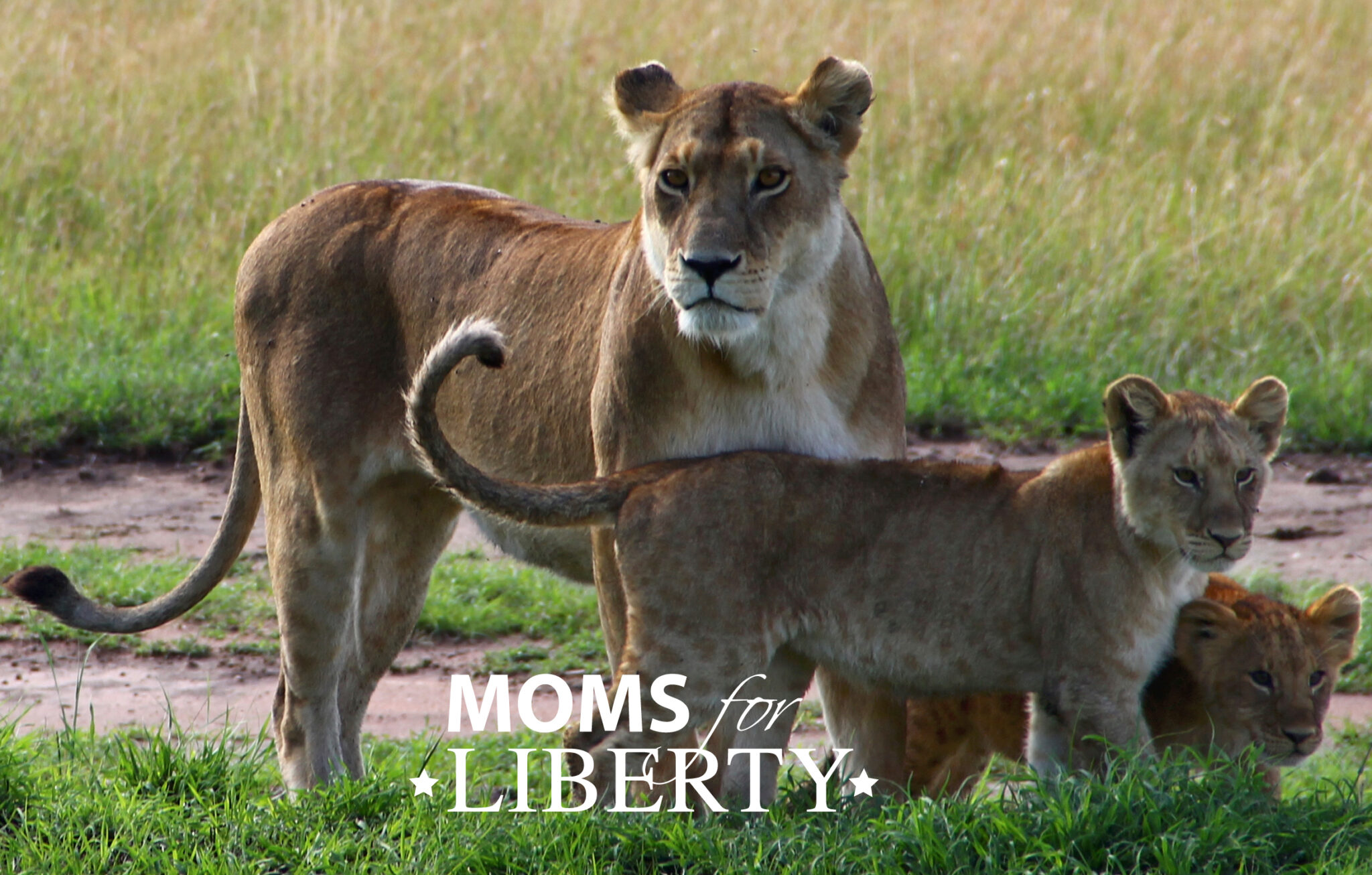 Lionesses - Moms for Liberty