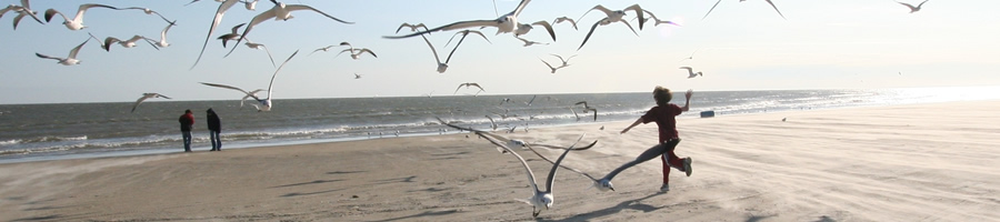 Running with Seagulls